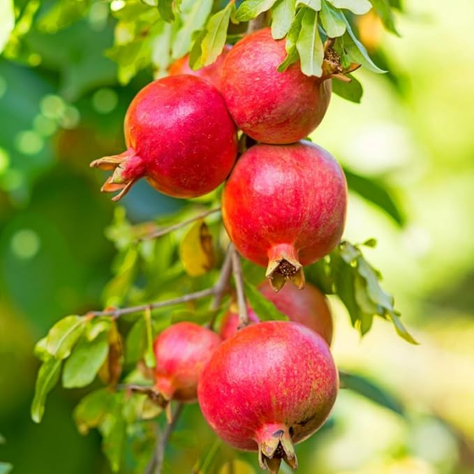 Pack 2 Wonderful Pomegranate Tree, Hardy Red Pomegranate Bush - for Gardens and Pots- Full Roots and Easy to Plant, Size 5 to 10 Inch Tall