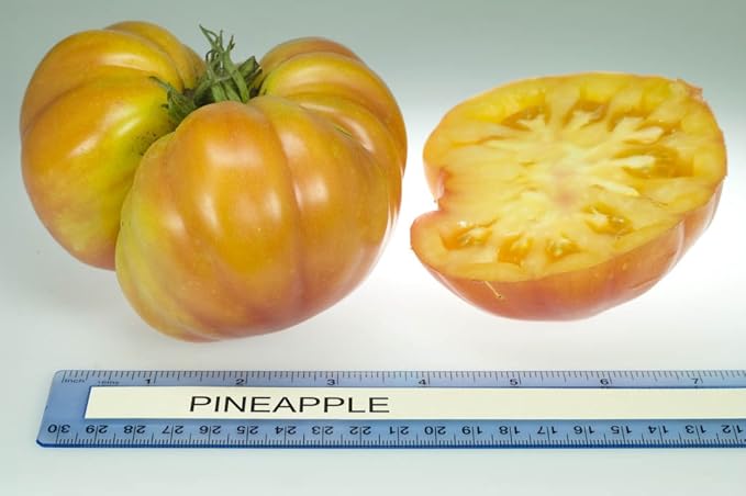 Clovers Garden Heirloom Pineapple Tomato Plants- Two (2) Live Plants – Non-GMO - Not Seeds – Each 4"-8" Tall in 4 Inch Pots - Indeterminate, Disease Resistant