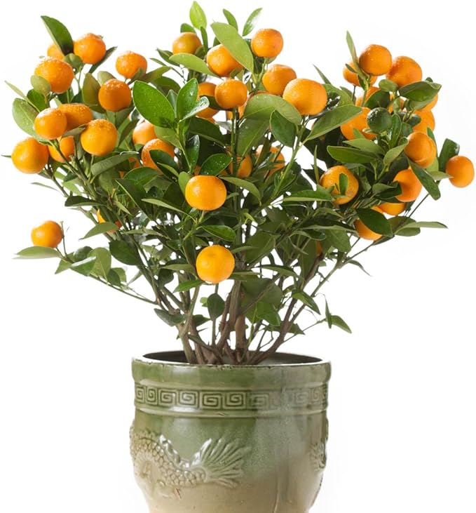 Direct Gardening Cleopatra Dwarf Mandarin Orange Tropical Citrus Starter Tree-Can't Ship to AZ,CA,FL,LA,SC or TX