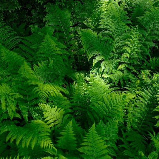 10 Lady Ferns Bare Roots, Ferns Live Plants Outdoor Indoor Planting, 4 to 6 Inc Tall Bare Roots