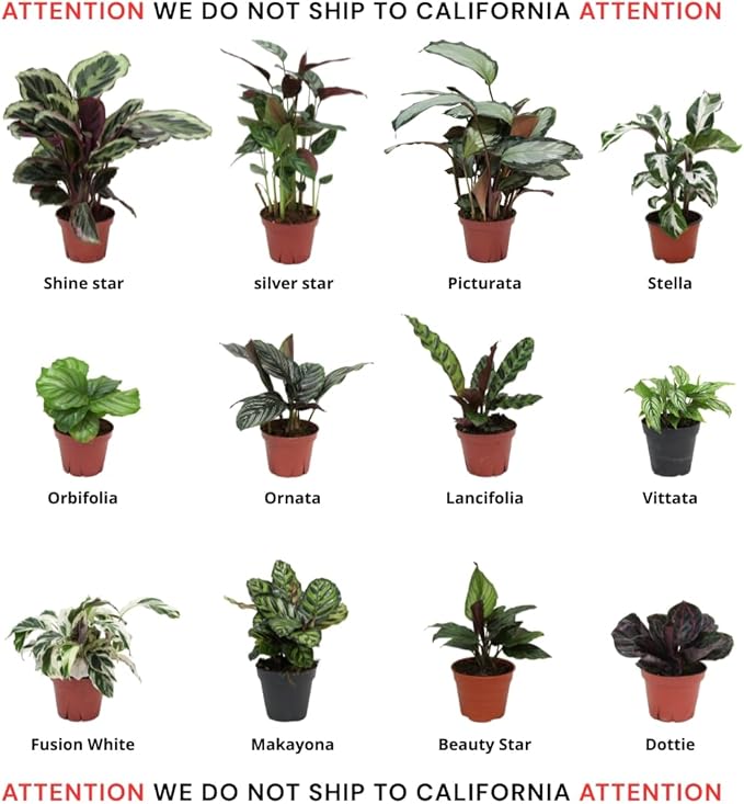 Calathea Assorted 4" pots: Grower's Pick, Indoor Plants, Easy Care Houseplant, Starter Plant,Live Indoor, Easy to Grow - Beginner Plant by Coollectiveplants (10 Pack)
