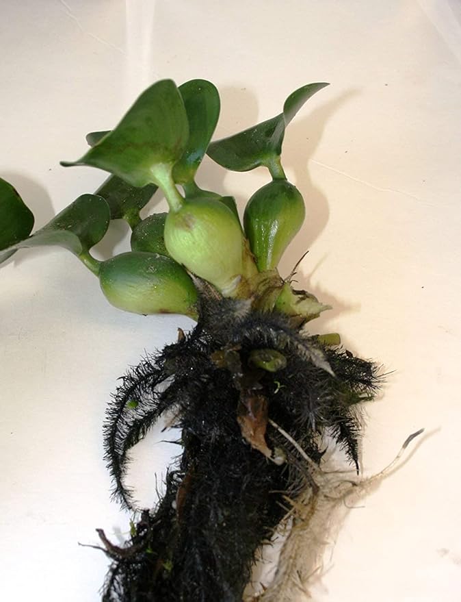 Water Hyancinth - Easy Floating Live Pond Plant
