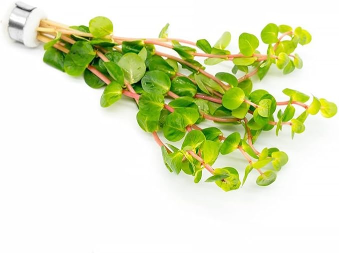 Live Aquarium Stem Plants - Freshwater Aquatic Plant for Fish Tanks, Aquascaping - (Rotala Rotundifolia Orange Juice, 1 Bunch)