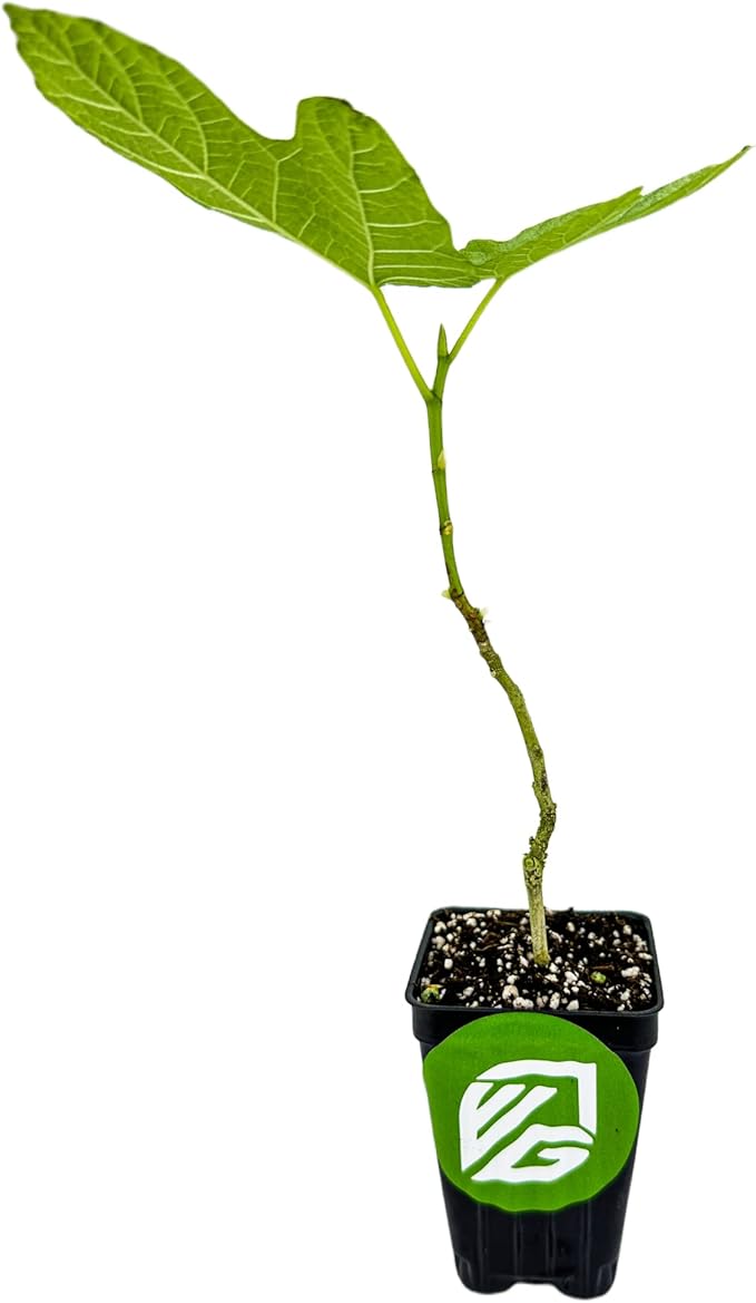 Lattarula Honey Fig (Italian Honey) Live Fig Plant - Ficus carica by Wellspring Gardens - Starter Plant for Your Garden and Patio - Grow Your Own Edible Fruit Tree