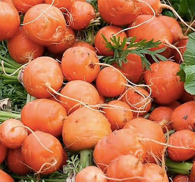 Round Baby Parisian Carrots Seeds A Delicacy Prised by Gourmet Restaurants Delicious Carrot Vegetable - 1000 Seeds