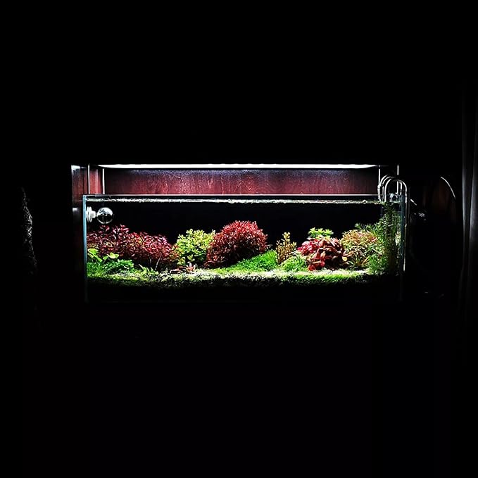 Live Aquarium Red Stem Plants - Freshwater Aquatic Plant for Fish Tanks, Aquascaping - (Rotala Wallichii, 1 Bunch)