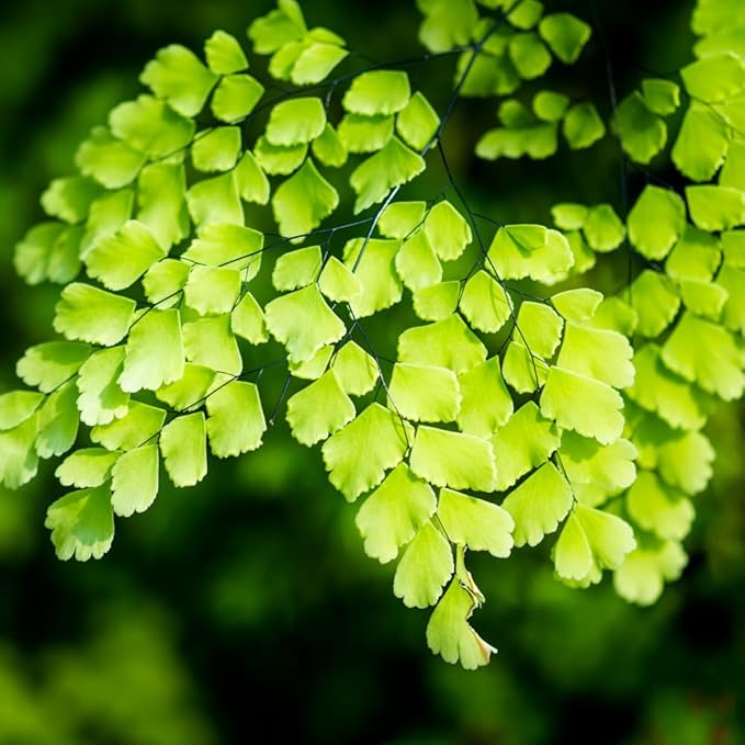 5 Fern Rhizomes, Maidenhair Fern Plants Live, Live Fern Plants, Fern Ground Cover Plants Live, Fern Live Plants, 5 Roots