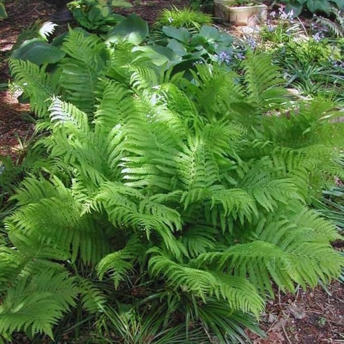 20 Ostrich Fern Rhizomes/Roots - Matteuccia struthiopteris - (20 Pack)