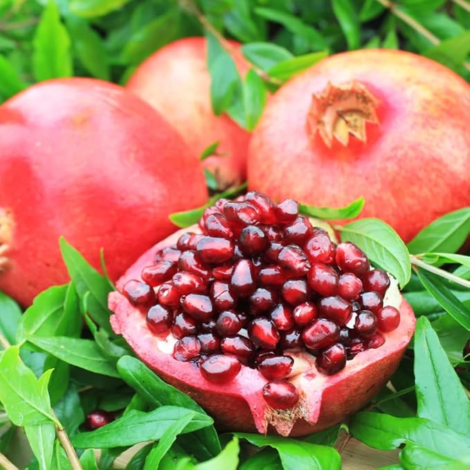 Pack 2 Wonderful Pomegranate Tree, Hardy Red Pomegranate Bush - for Gardens and Pots- Full Roots and Easy to Plant, Size 5 to 10 Inch Tall