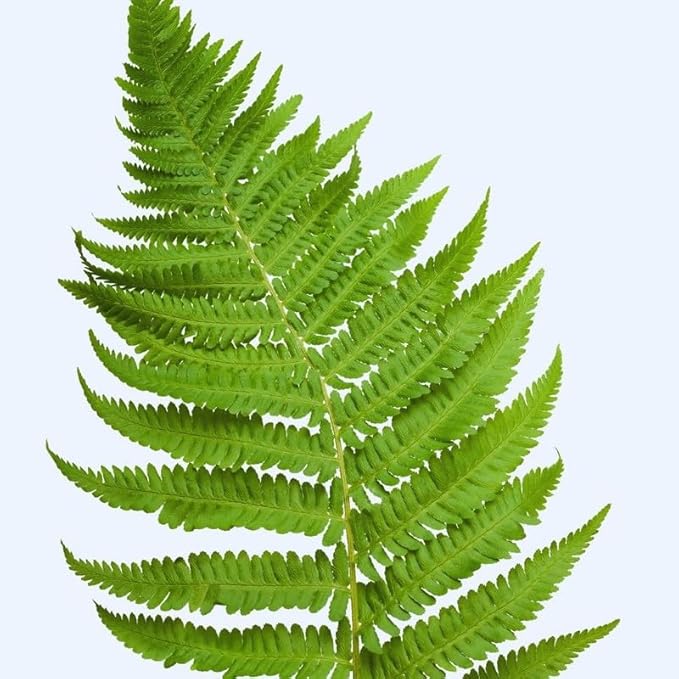 10 Lady Ferns Bare Roots, Ferns Live Plants Outdoor Indoor Planting, 4 to 6 Inc Tall Bare Roots