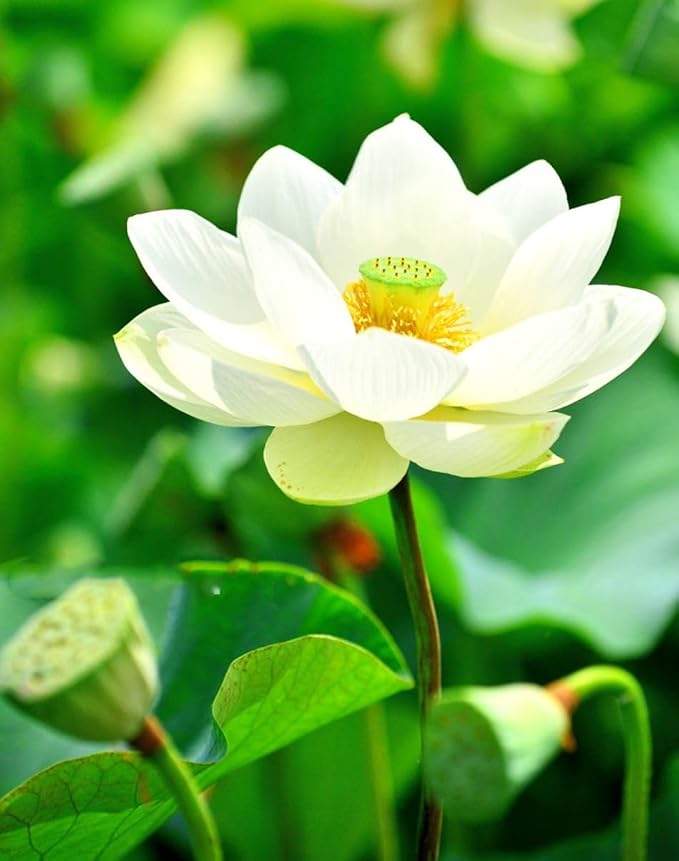 Big Pack Planting Water Features Bonsai Lotus Flower Seeds Indoor Outdoor 160pcs Bowl Lotus Seeds Mixed Lotus Seeds for Garden Pond Grow Easily Low Maintenance