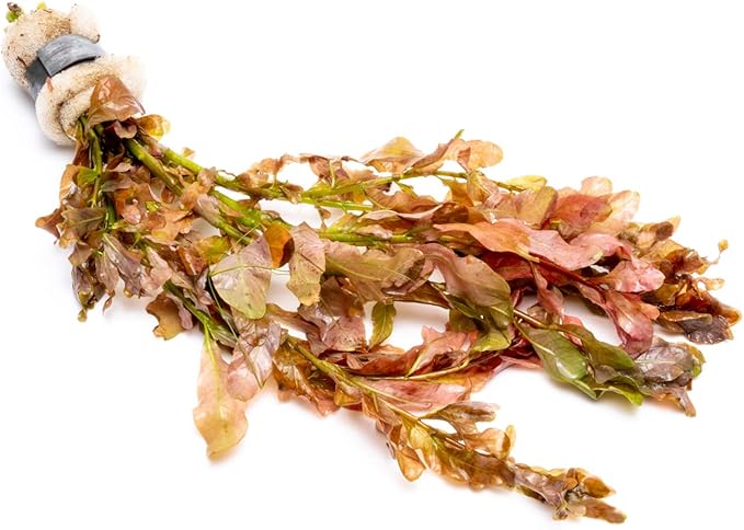 Live Aquarium Stem Plants - Freshwater Aquatic Plant for Fish Tanks, Aquascaping - (Needle Leaf Ludwigia Arcuata, 1 Bunch)