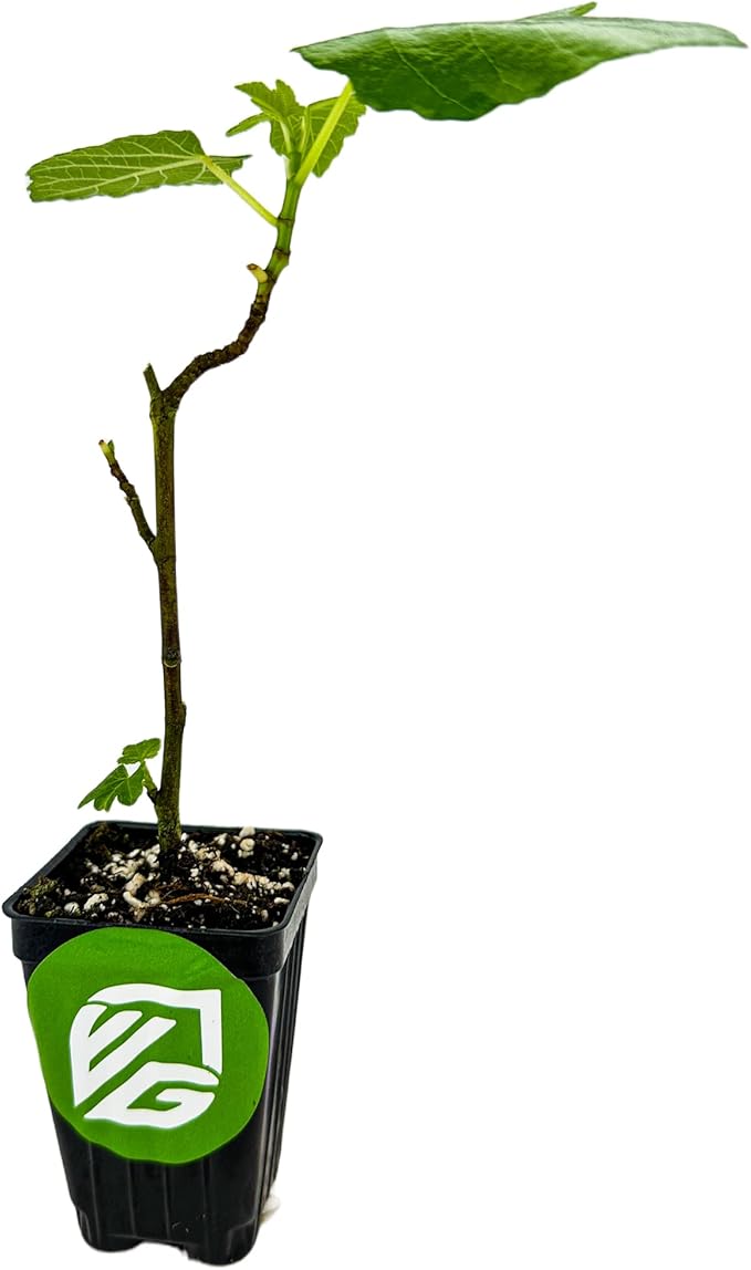 Magnolia Brunswick Fig Tree - Ficus carica by Wellspring Garden - Captivating & Abundant Fruit Producer - Versatile Fruit Tree - Robust Growth - Garden Ornamental