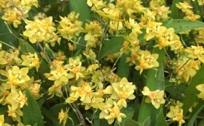 '-Onc. Twinkle 'Yellow Bird' - Fragrant Blooms Easy to Grow and Bloom! Miniature windowsill-Size, Cool and Warm Tolerant. Yellow Flowered Variety. NOT in-Bud/Bloom When Shipped