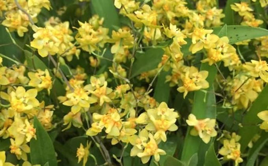 '-Onc. Twinkle 'Yellow Bird' - Fragrant Blooms Easy to Grow and Bloom! Miniature windowsill-Size, Cool and Warm Tolerant. Yellow Flowered Variety. NOT in-Bud/Bloom When Shipped