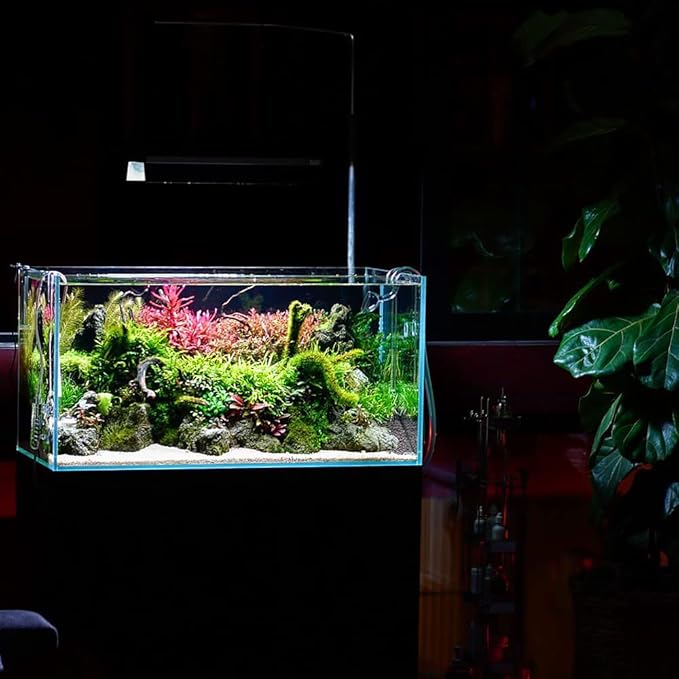 Mini Bolbitis Baby Leaf - Live Aquarium Plant for Fish Tank Decorations (1 Pot)