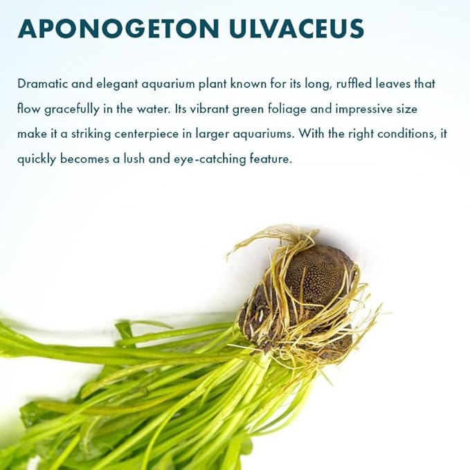 Live Plants – Aponogeton Ulvaceus (Aponogeton ulvaceus) – Medium to High Light, Bright Green Color Accent, Midground to Background Placement, Wavy Leaf – Bulb/Bunch, 1 Pack