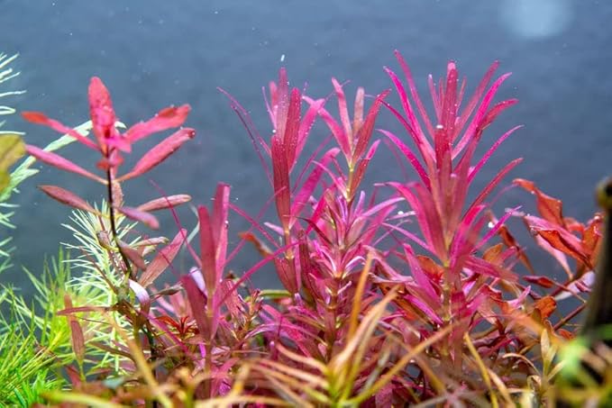 Live Aquarium Stem Plants - Freshwater Aquatic Plant for Fish Tanks, Aquascaping - (Rotala Narrow Leaf Sp. Red, 1 Bunch)