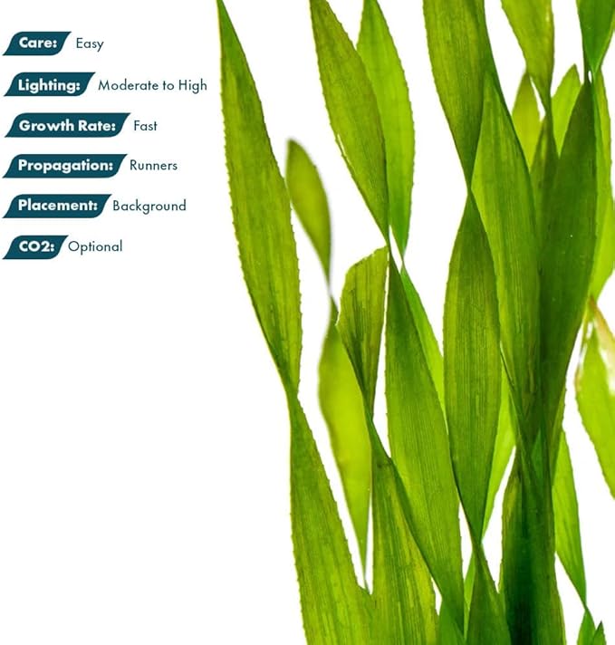 Live Plant - Tall Grass, Corkscrew Vallisneria - Easy Care, Moderate to High Light, Bright Green Accent, Freshwater Aquatic Plant for Aquascaping - Lead Bunch