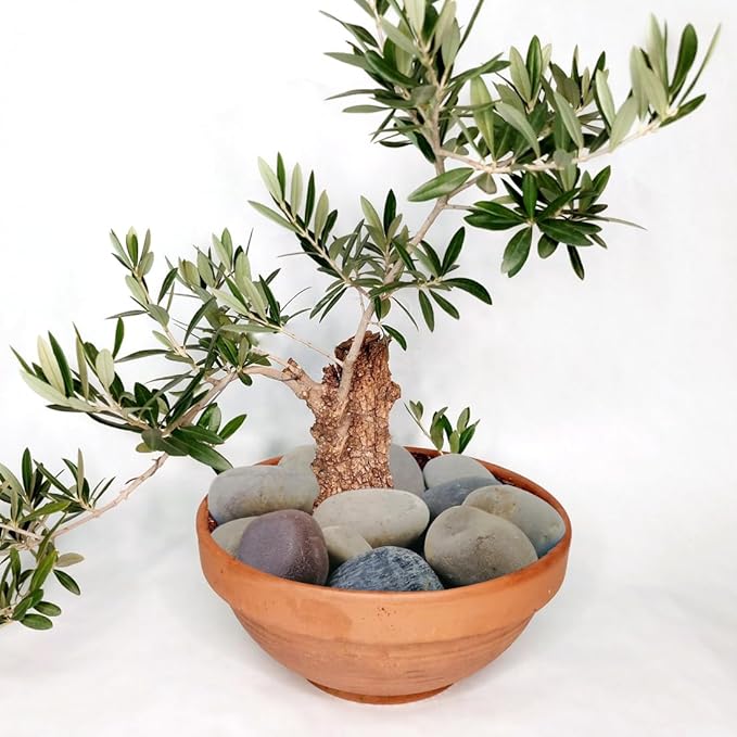 20lbs Natural River Rocks, 3"-4" Premium Pebbles for Garden and Landscape Design, Hand-Picked Smooth Stones for Fish Tank, Flower Pots, Indoor Water Fountains, Pathways, Backyard