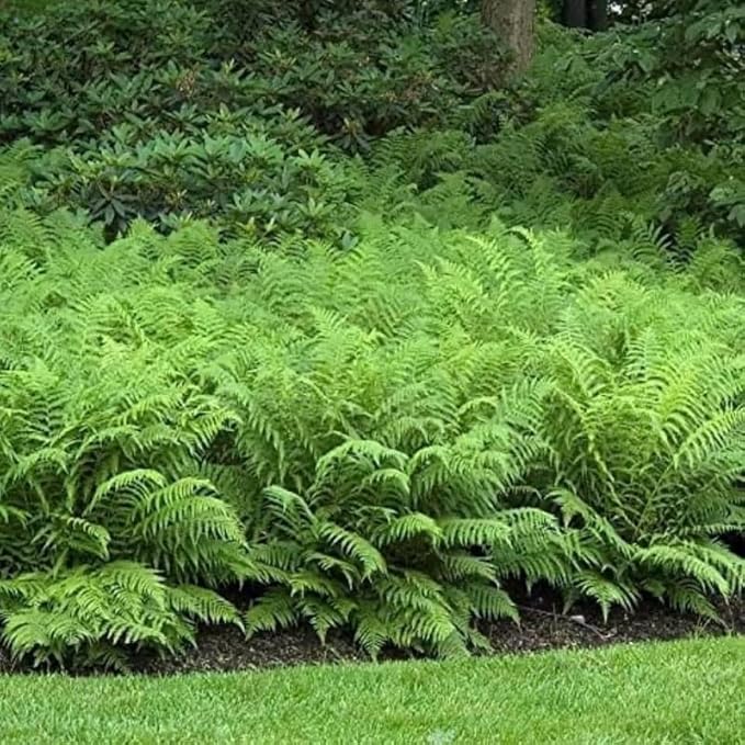 20 Ostrich Fern Rhizomes/Roots - Matteuccia struthiopteris - (20 Pack)
