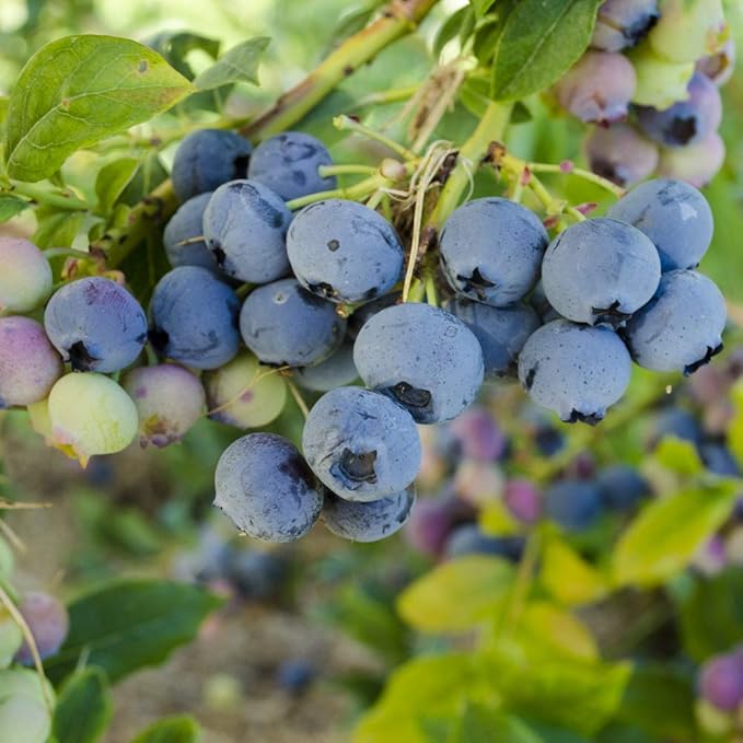 Direct Gardening Bluecrop Blueberry Bush Starter Plant, 1 per Offer-Can't Ship to CA, GA, MI, OR or WA