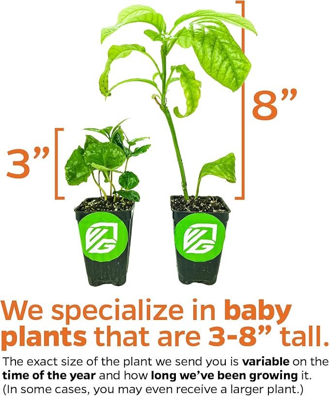 Yellow Long Neck Fig Live Plant - Ficus carica by Wellspring Gardens - Yellow-Fruit Tree Starter Plant, Live Fig Plant, Edible Tropical Plants Live, Garden and Patio Tree, Great for Outdoor Plant