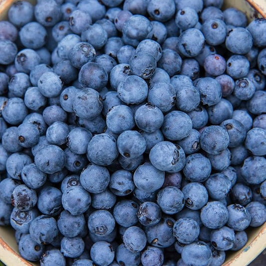 Direct Gardening Mini Blues Blueberry Bush Starter Plant, 1 per Offer-Can't Ship to CA, GA, MI, OR or WA