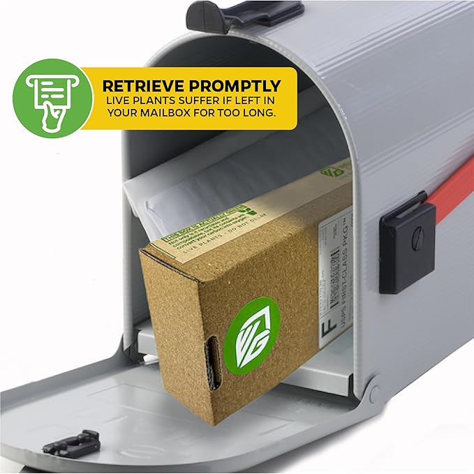 Brown Turkey Fig - Ficus carica by Wellspring Gardens - Sweet Bronze Fruit - Mediterranean Garden - Resilient Fruit Tree - Self-Pollinating Fig Tree - Ornamental Fruit Tree