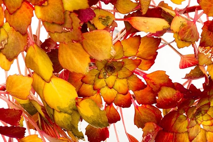 Live Aquarium Stem Plants - Freshwater Aquatic Plant for Fish Tanks, Aquascaping - (Nesaea Pedicellata Golden, 4 Bunches)