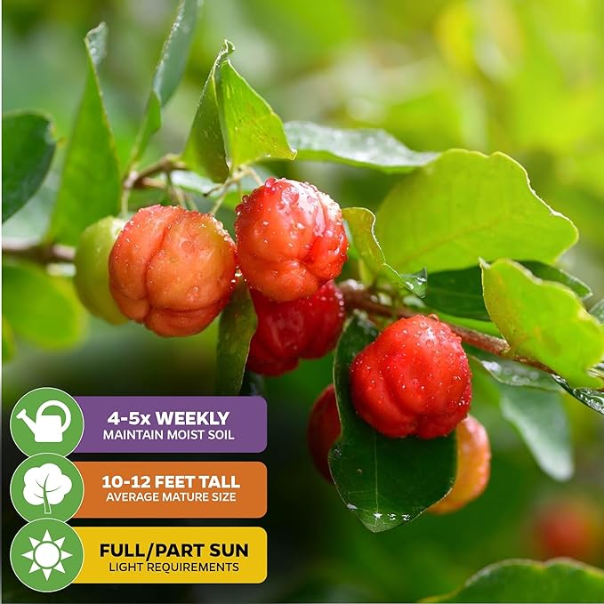 Barbados Cherry Live Plant (Acerola/Wild Crapemyrtle) - Malpighia emarginata - Wellspring Gardens Starter Plant - Healthy Live Plant - Compact Size Fresh Fruit, Ideal for Gardens & Containers
