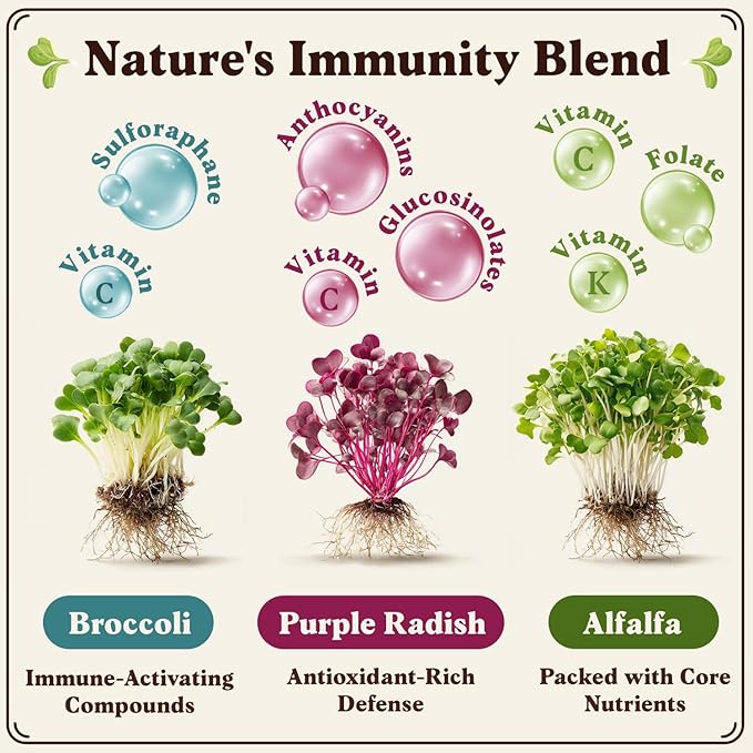Seedboy Organic Sprouting Seeds - Immune System Booster Blend - Non-GMO, USA Grown - Broccoli, Purple Radish, Alfalfa - Makes 8 Quarts of Sprouts, 24 Servings (8 oz) (Immune System Booster Blend)