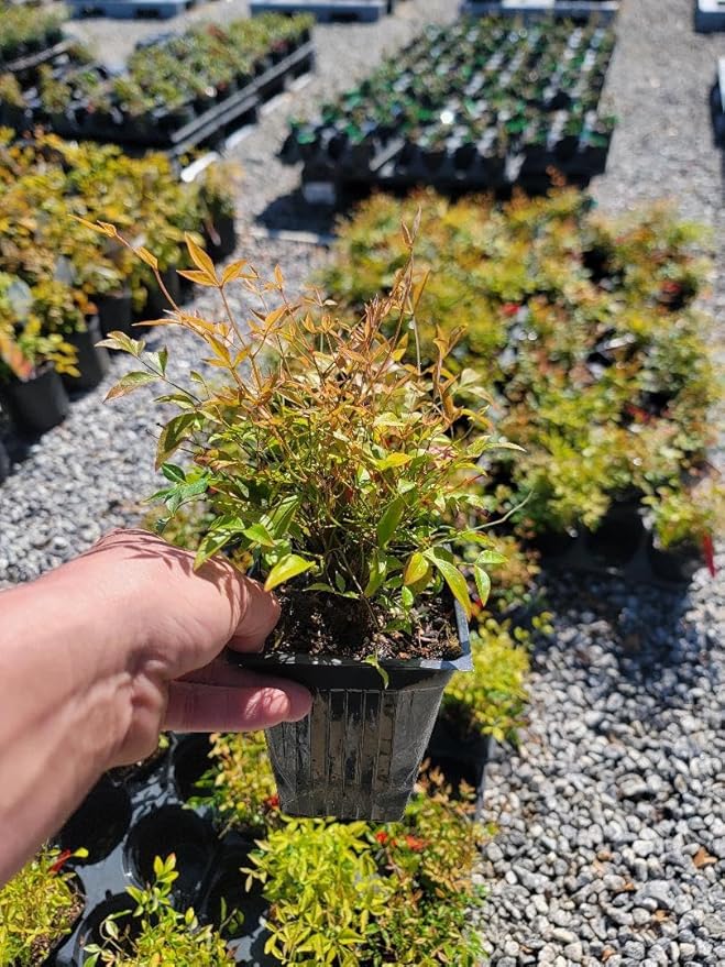 Gulf Stream Dwarf Nandina - Heavenly Bamboo - Live Plant - (1 QT)