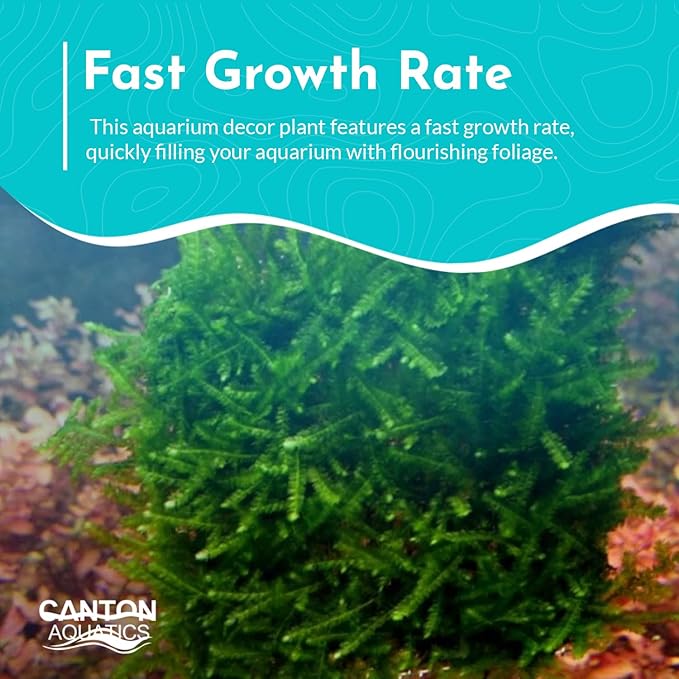 Live Aquarium Weeping Moss Vesicularia Ferriei - Long Lasting & Easy to Maintain - Improve Water Quality - Stunning Appearance