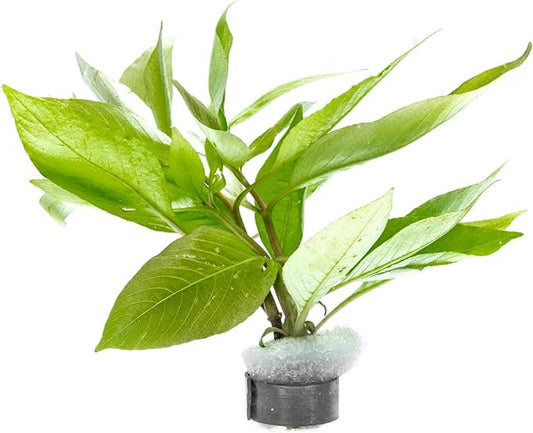 Dwarf Hygrophila Corymbosa Siamensis Live Aquarium Plant - Freshwater Fish Tank Decorations and Natural Aquatic Decor (1)