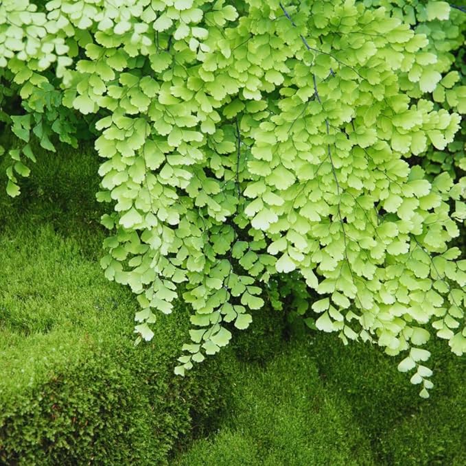 5 Fern Rhizomes, Maidenhair Fern Plants Live, Live Fern Plants, Fern Ground Cover Plants Live, Fern Live Plants, 5 Roots