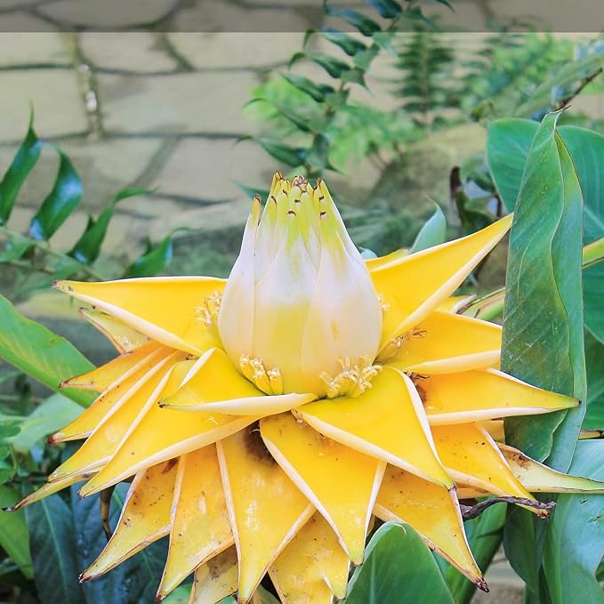 Chinese Dwarf Yellow Banana Tree/Golden Lotus Live Plant - Musella lasiocarpa - Wellspring Gardens Starter Plant