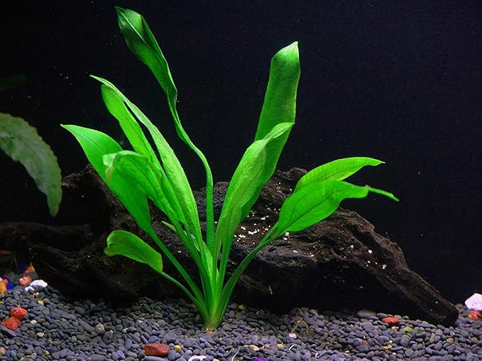 Rooted Live Aquarium Plant Bundle - 6 Easy Species | Snail Free Guaranteed