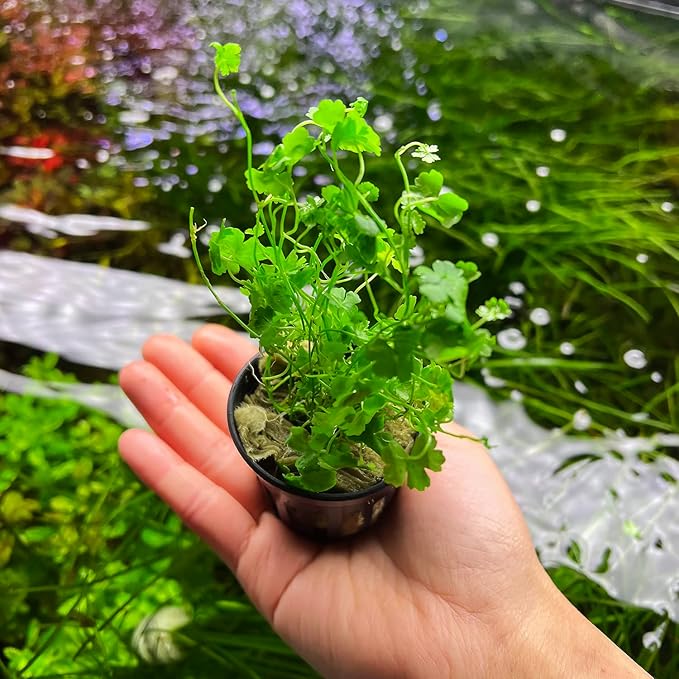 Live Aquarium Stem Plants - Freshwater Aquatic Plant for Fish Tanks, Aquascaping - (Diamond Ludwigia Peruensis, 1 Bunch)