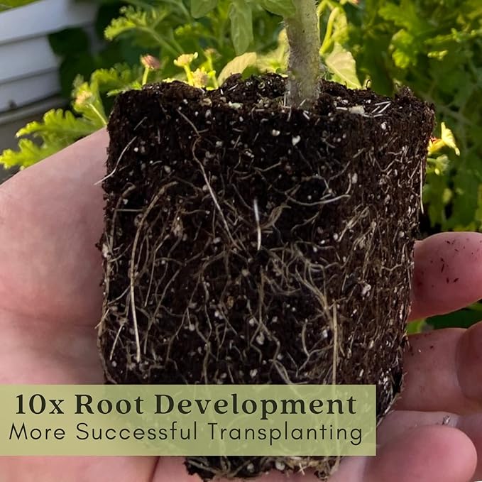 Clovers Garden Big Rainbow Tomato Plants – Two (2) Live Plants – Non-GMO - Not Seeds - Each 4" to 8" Tall – in 4" Inch Pots – Heirloom, Indeterminate