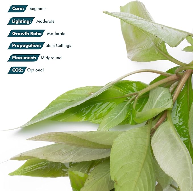 Dwarf Hygrophila Corymbosa Siamensis Live Aquarium Plant - Freshwater Fish Tank Decorations and Natural Aquatic Decor (1)