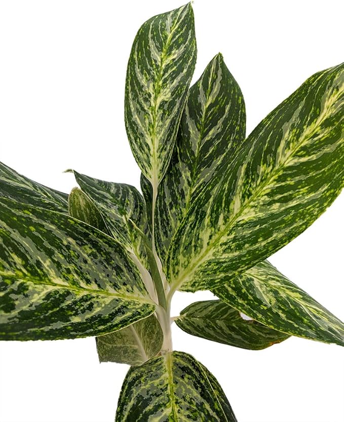 Golden Madonna Chinese Evergreen Plant - Aglaonema - Grows in Dim Light - 6" Pot