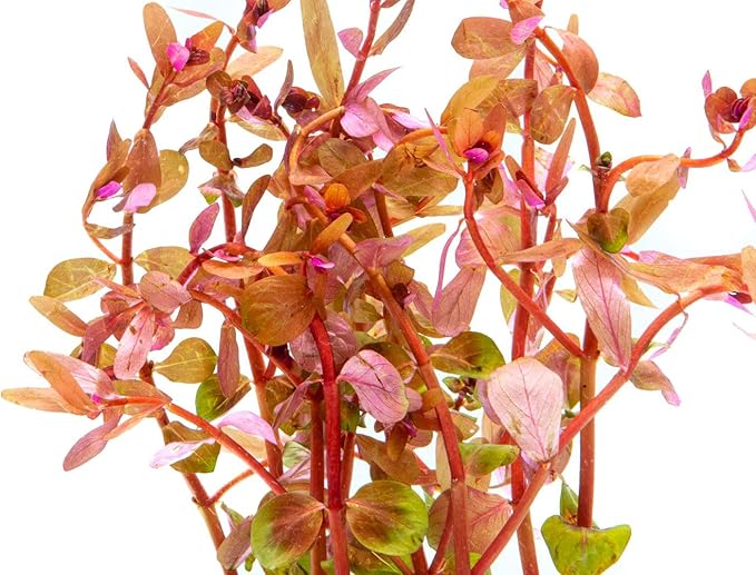 Live Aquarium Red Stem Plants - Freshwater Aquatic Plant for Fish Tanks, Aquascaping - (Rotala Wallichii, 1 Bunch)