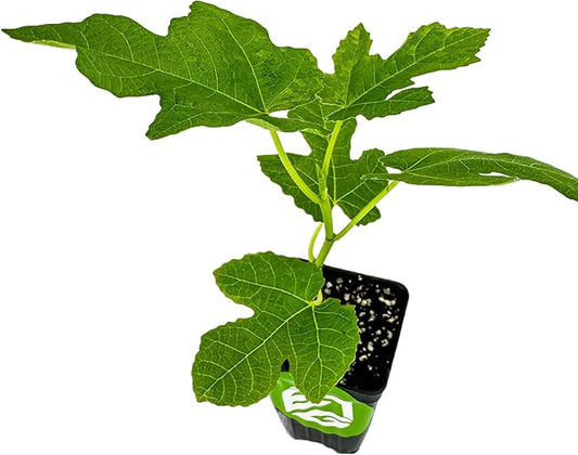 Celeste Fig Tree Live Plant - Honey/Sugar Fig - Ficus carica by Wellspring Gardens - Starter Plant Ideal for Gardens & Containers - Great for Indoor Houseplants, Outdoor Landscaping & Garden Planting