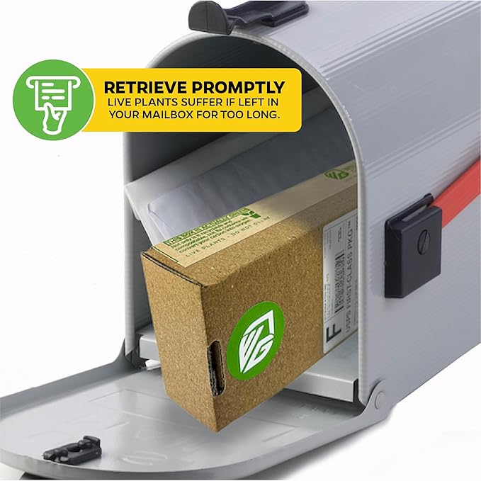 Dwarf Kokopo Banana Plant - Musa acuminata by Wellspring Gardens - Swift Fruiting, Exquisite Taste, Orange-Tinted Pulp, Container and Outdoor Growth, Vitamin A and Beta Carotene-Rich Banana