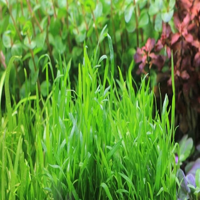 Micro Sword Lilaeopsis Novaezelandiae Bundle Live Aquarium Plant Decorations BUY2GET1FREE