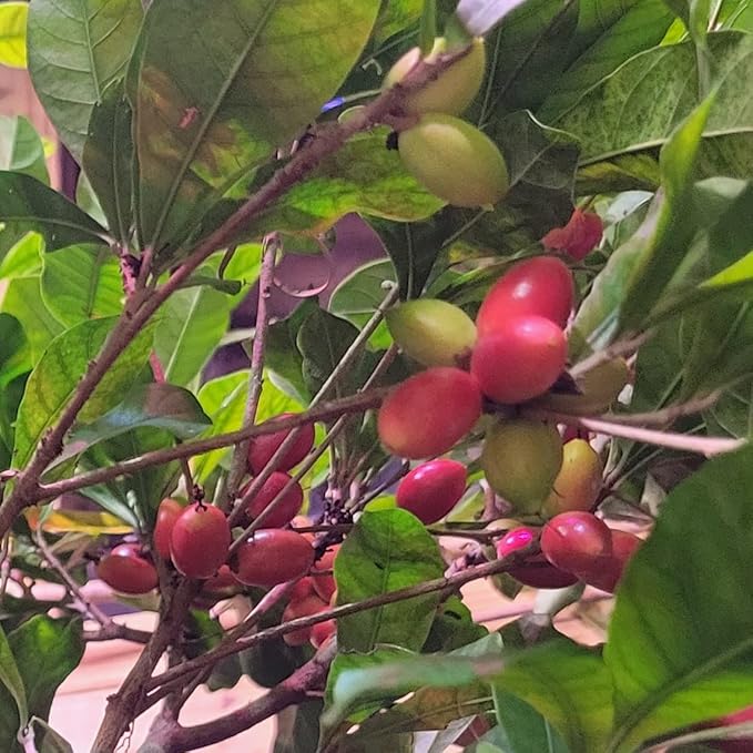 Set of 4 Miracle Berry Plants (Synsepalum dulcificum) - Unique Fruit That Makes Sour Foods Taste Sweet - Live Seedlings for Home or Garden