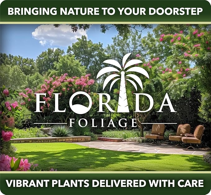 Royal Fern | 3 Live Plants | Osmunda regalis | Decorative Shade-Loving Perennial | Lush Green Foliage for Moist Gardens & Landscapes