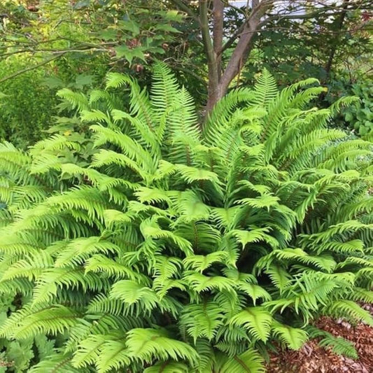20 Ostrich Fern Rhizomes/Roots - Matteuccia struthiopteris - (20 Pack)