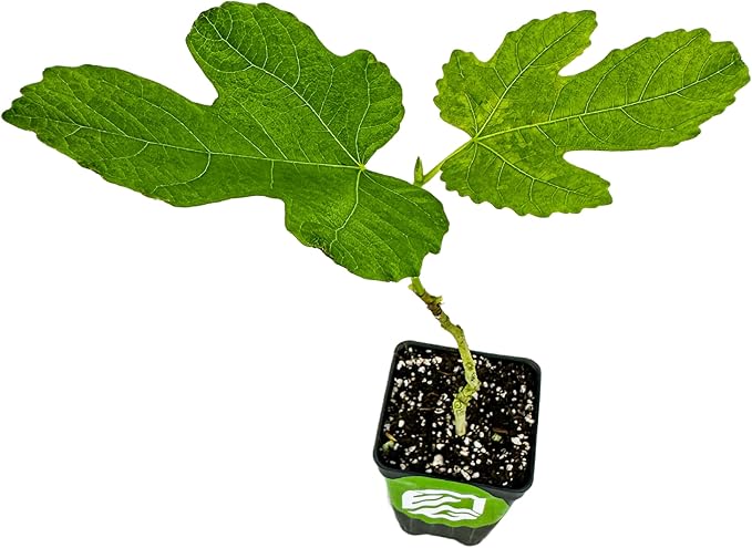 Lattarula Honey Fig (Italian Honey) Live Fig Plant - Ficus carica by Wellspring Gardens - Starter Plant for Your Garden and Patio - Grow Your Own Edible Fruit Tree